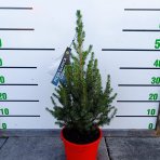 Smrek biely (Picea glauca) ´CONICA´ – výška 50-60 cm, kont. C4L